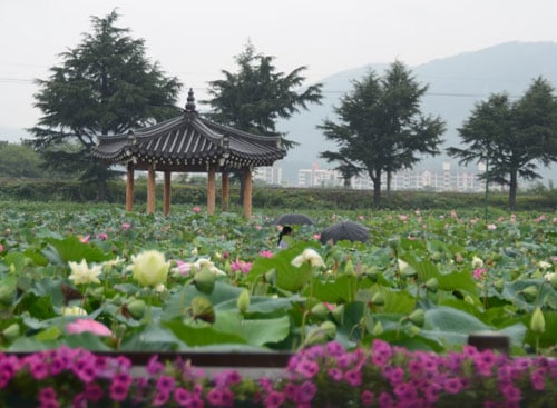 lotus korea